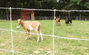 Moveable Electric Fencing on your Farm