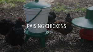Chickens 101 – Eggs, Coops, Breeds, Meat, Feeders and Fencing and Much More!
