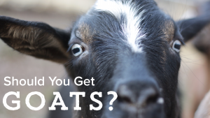 Should You Bring Goats On Your Homestead?