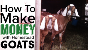 How To Make Money Raising Goats on the Homestead