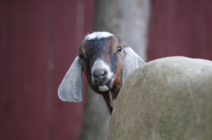 Goats – Love em or Hate em?