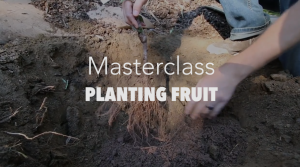Planting Fruit at the Homestead – MASTERCLASS