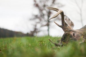 Deer Hunting Strategy for More Meat in the Freezer – Deer Season 2020