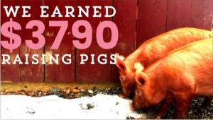 How Much Money Can I Make Raising Pigs?