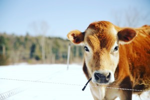 Family Milk Cow Field Trip To a Mini Jersey Farm