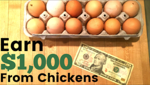 How To Make Money Raising Chickens (egg layers)