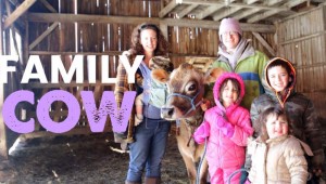 The Family Cow: Should We Get One