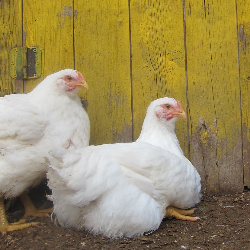 Best Meat Chickens for Making Money Homesteady