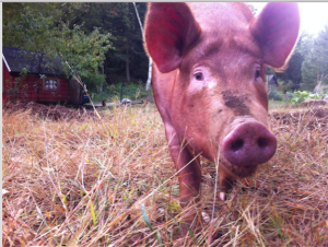 How To Raise Pigs for Meat on the Homestead