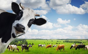 For All the Cows: From the Suburban Escapee