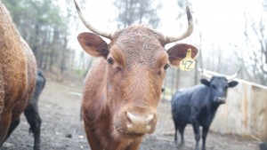 The Dexter Cattle – A Perfect Homestead Meat Breed