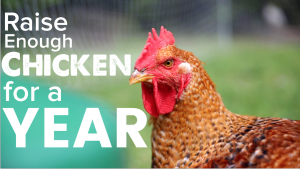 How To Raise a Years Supply of Chicken