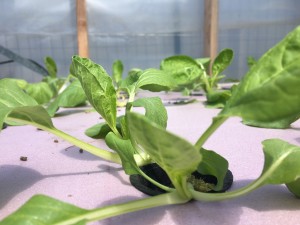 Hydroponic Systems, Kits, Plans and Consultations From Fairfield County Hydroponics