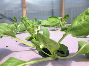 Hydroponics- A Takeaway from the Suburban Escapee