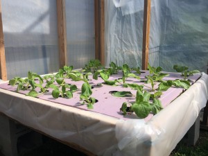 How To Build 2 Simple Hydroponics Systems for your Farm or Homestead