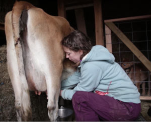 Snow, chicken poop, farm fresh milk and Killing birds. I love homesteading weeks like these. 