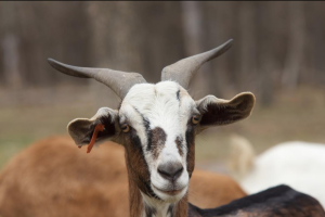 Goats – Evil Gremlins or Big Money Makers?