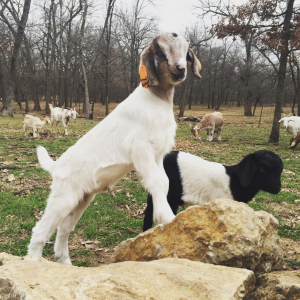 Kiko Goats – a History and Goat Buyers Guide