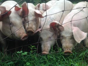 Raising Feeder Pigs – Master Class