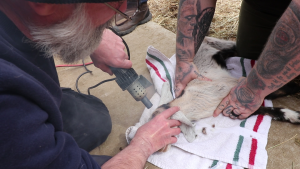 A Vet Demonstrates How To Disbud a Baby Goat