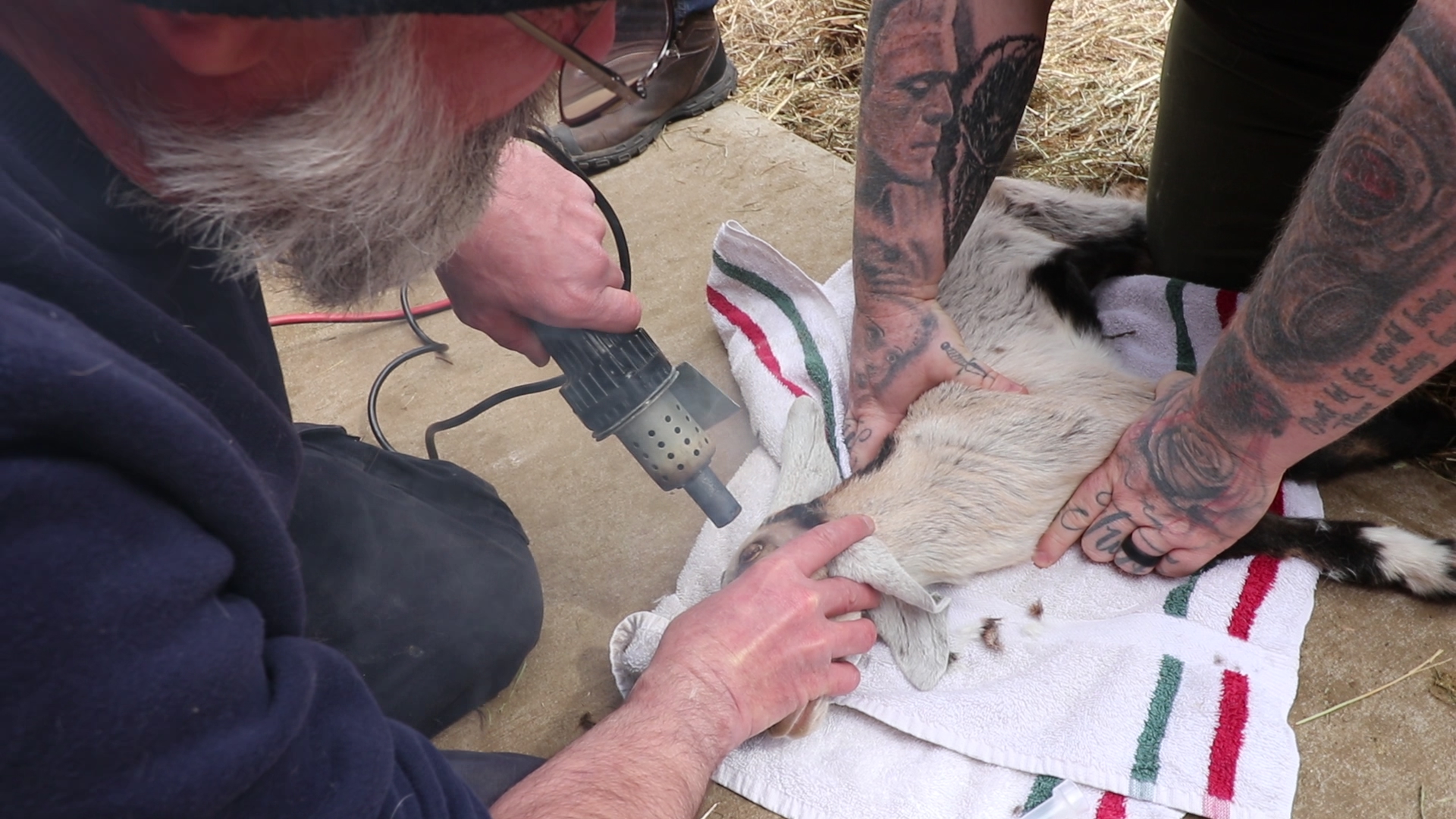 A Vet Demonstrates How To Disbud a Baby Goat Homesteady