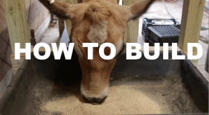 How To Build a Milking Stanchion for a Family Milk Cow