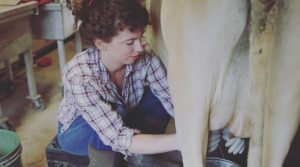 Family Cow Milking Stanchion – How To Build and Use!