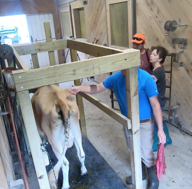 Breeding Our Family Milk Cow!