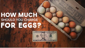 How To Price Farm Fresh Eggs to MAKE MONEY! (and other Farm Products Too!)