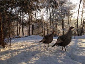 How to Talk to Turkeys – Turkey Calling 101