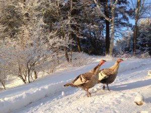 Turkey Hunting 101 with Korby Taylor