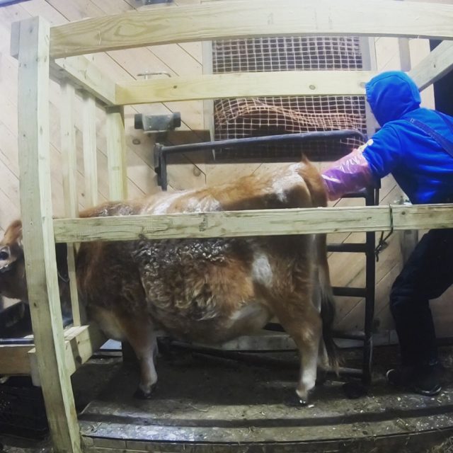 PREGNANCY REVEAL – Is LUNA our CALF PREGNANT?