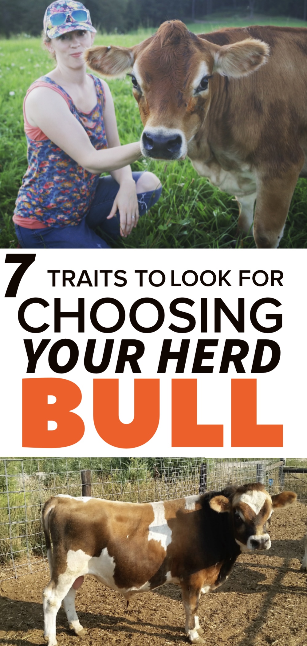 choose a bull to breed cows to