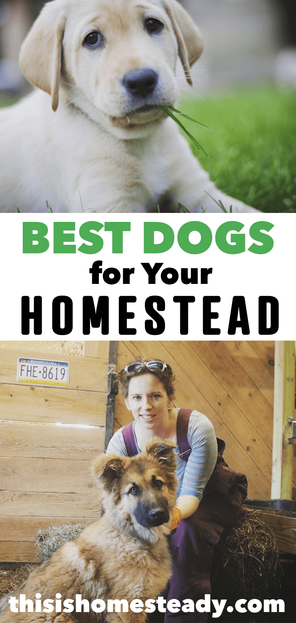 best homestead dogs