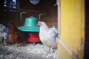 SIMPLE WAY To SAVE MONEY On Chicken FEED, Pig, Cow or Any Other Feed This Year