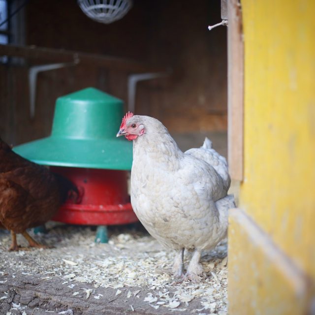 SIMPLE WAY To SAVE MONEY On Chicken FEED, Pig, Cow or Any Other Feed This Year