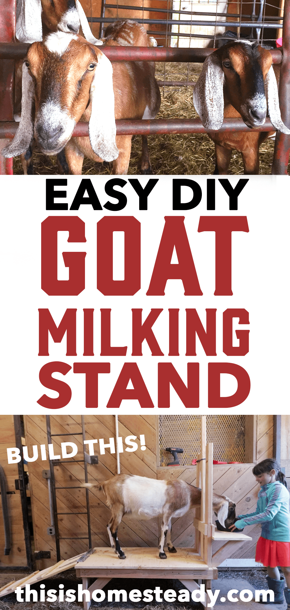diy goat milking stand