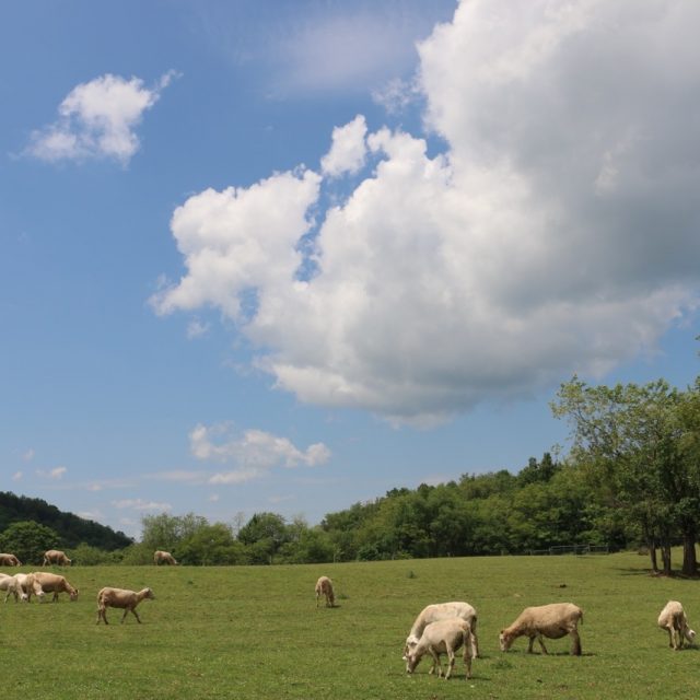 What Livestock Should I Raise and How Many?