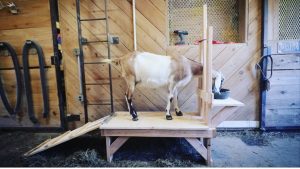 How To Build a Goat Milking Stand Extended Version