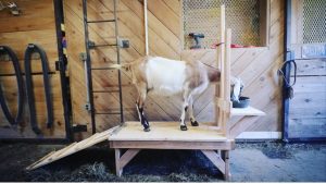 How To Build a Goat Milking Stand – Easy DIY