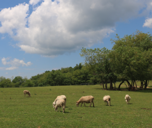 sheep self sufficient livestock