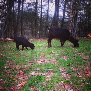 pregnant goat kids