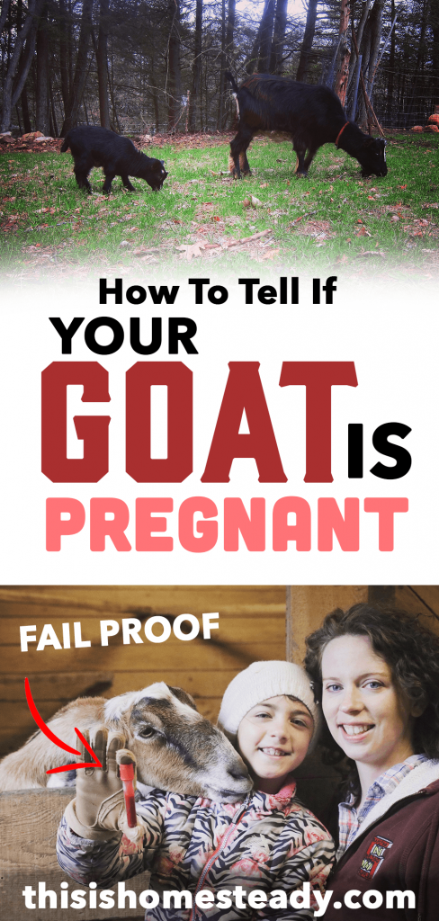 goat pregnancy test