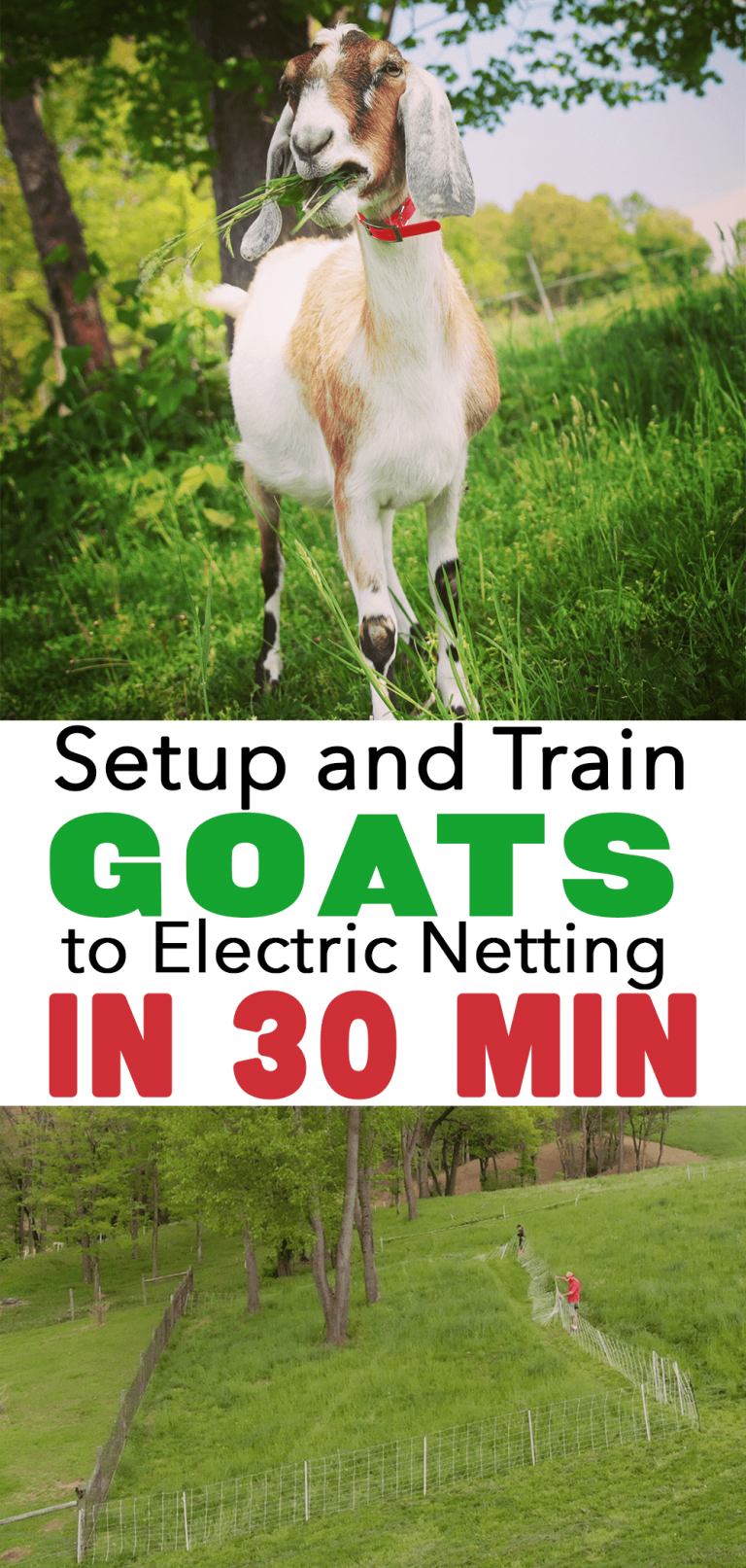 How To Set Up Electric Fence for Goats and Train Them to it in just 30