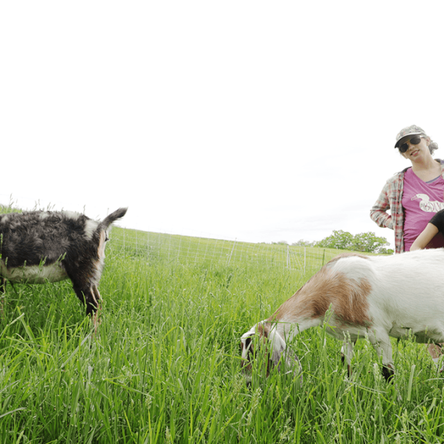 ARE THEY PREGNANT? GOAT PREGNANCY TEST RESULTS!!!