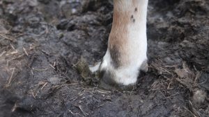 How Old Hay is DANGEROUS to Your Animals