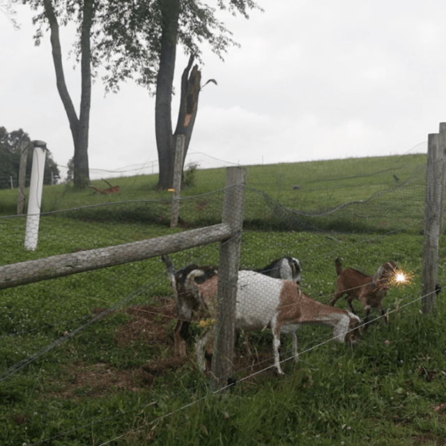 How To Train Livestock to Electric Fence – Goats, Sheep, Cows, Pigs, etc