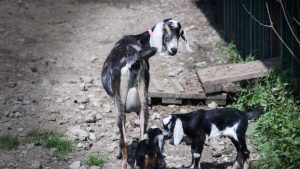 Did Gizmo the Goat Mamma Accept Her Babies?