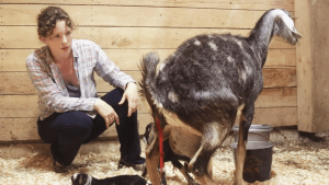 SURPRISE GOAT BIRTH IN THE BARN!