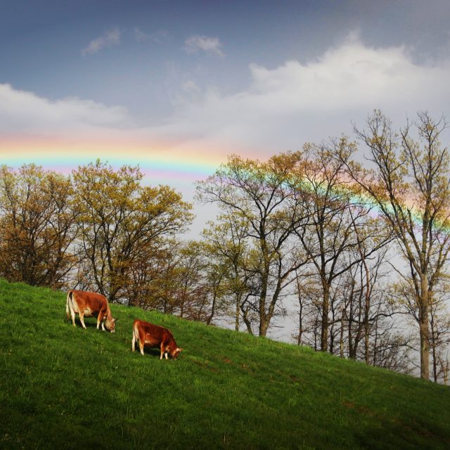 3 Ways to Profit From Your Homestead